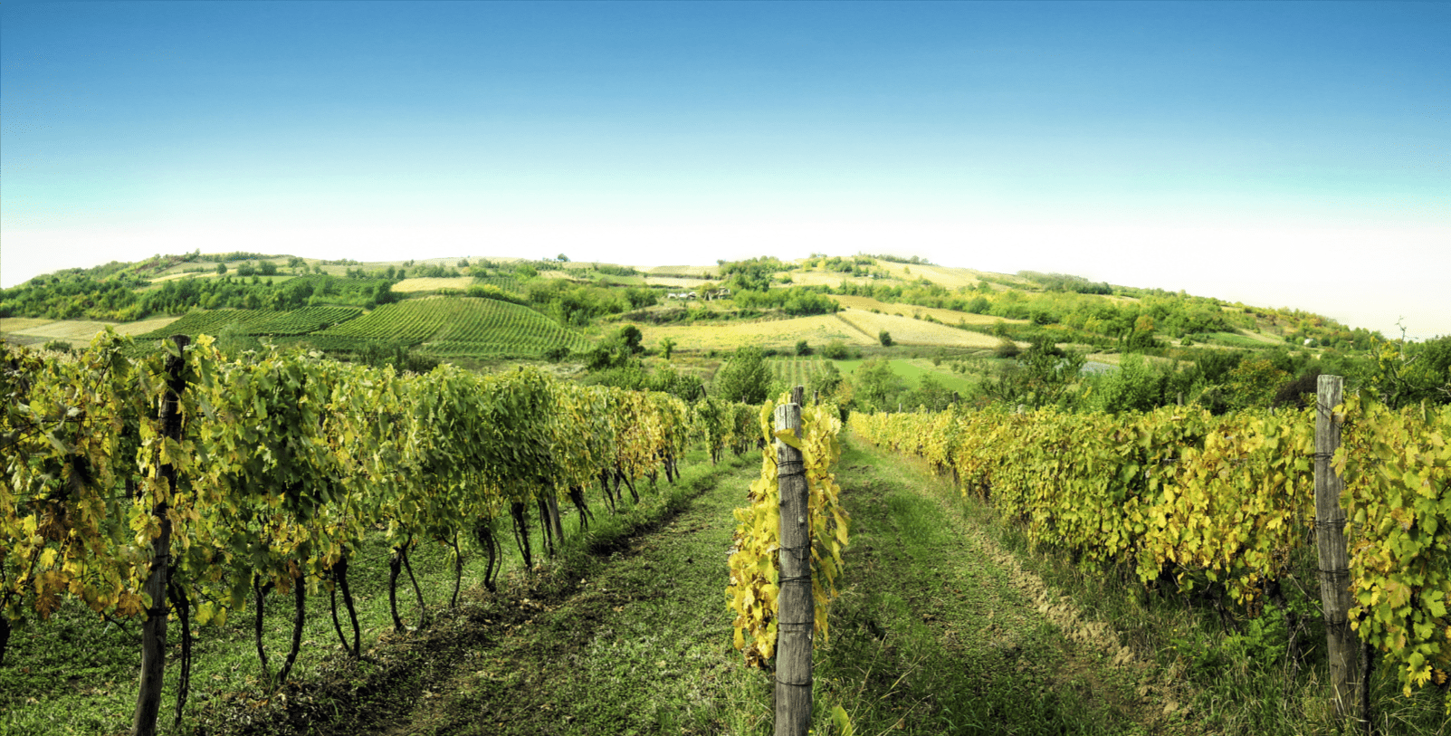 Serbia’s Top Wine Roads to Explore: Sremski Karlovci and Župa